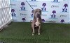 adoptable Dog in orlando, FL named LUFFY