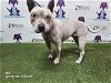 adoptable Dog in orlando, FL named MUNCHU