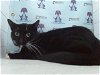 adoptable Cat in orlando, fl, FL named A546038