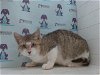 adoptable Cat in orlando, fl, FL named A545906