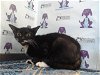 adoptable Cat in orlando, FL named PENELOPE