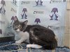 adoptable Cat in orlando, FL named CANDELA