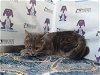 adoptable Cat in orlando, FL named LUCIANA