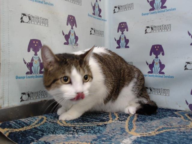 adoptable Cat in Orlando, FL named OLIVE
