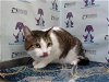 adoptable Cat in orlando, FL named OLIVE