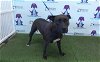 adoptable Dog in orlando, FL named SHADOW
