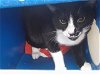 adoptable Cat in orlando, FL named OREO