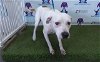 adoptable Dog in orlando, FL named *FAVA