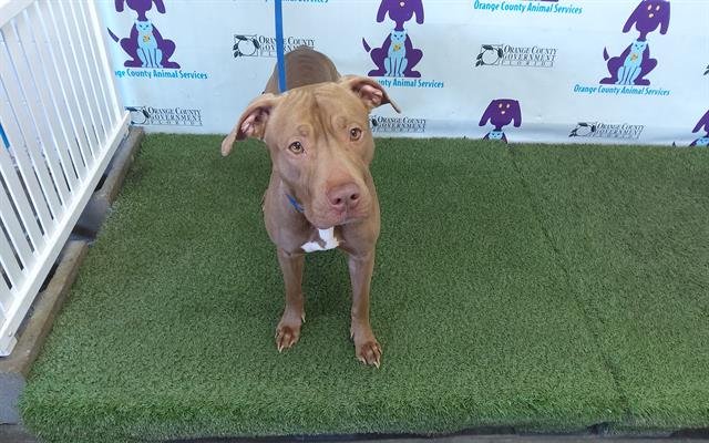 adoptable Dog in Orlando, FL named *DORY