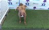 adoptable Dog in orlando, FL named *DORY