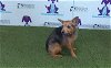 adoptable Dog in orlando, FL named CHLOE