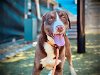adoptable Dog in orlando, FL named *COCO