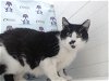 adoptable Cat in orlando, FL named SPOTTY