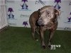 adoptable Dog in orlando, FL named CHARLIE