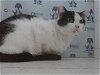 adoptable Cat in orlando, FL named ON