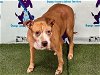 adoptable Dog in orlando, FL named SHAY
