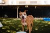 adoptable Dog in orlando, FL named SHAY