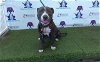 adoptable Dog in orlando, FL named *CHICKPEA