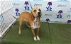 adoptable Dog in orlando, FL named RUGER