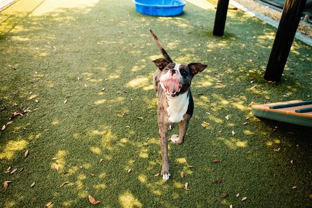 adoptable Dog in Orlando, FL named COCO