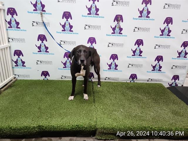 adoptable Dog in Orlando, FL named *MARTY DONUT