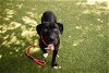 adoptable Dog in orlando, FL named *MEGATRON