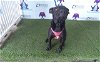 adoptable Dog in orlando, FL named WIDGET