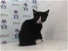 adoptable Cat in orlando, FL named SILVIE