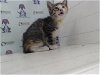 adoptable Cat in orlando, FL named SHADOW
