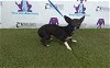 adoptable Dog in orlando, FL named SHORTY