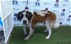 adoptable Dog in orlando, FL named XIONG ZAI