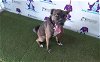 adoptable Dog in orlando, FL named WINTER