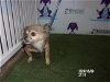adoptable Dog in  named A547187