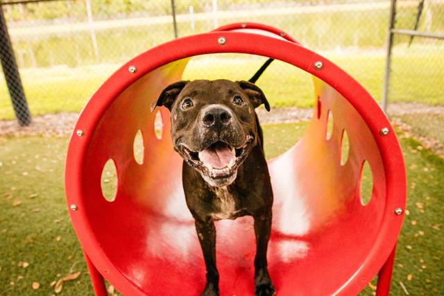 adoptable Dog in Orlando, FL named PRESTON