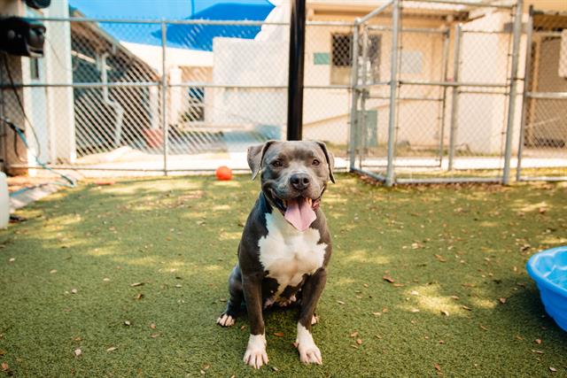 adoptable Dog in Orlando, FL named LOLA