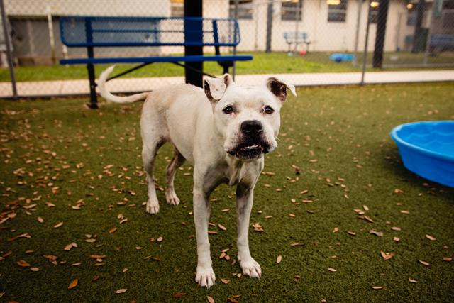 adoptable Dog in Orlando, FL named DAISY