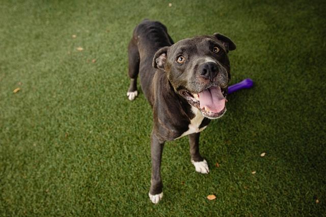 adoptable Dog in Orlando, FL named *SKIPPER