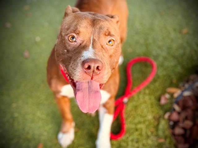 adoptable Dog in Orlando, FL named DIVA