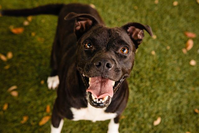 adoptable Dog in Orlando, FL named *SADIE