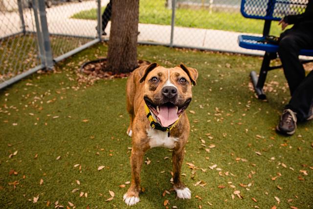 adoptable Dog in Orlando, FL named BALLY