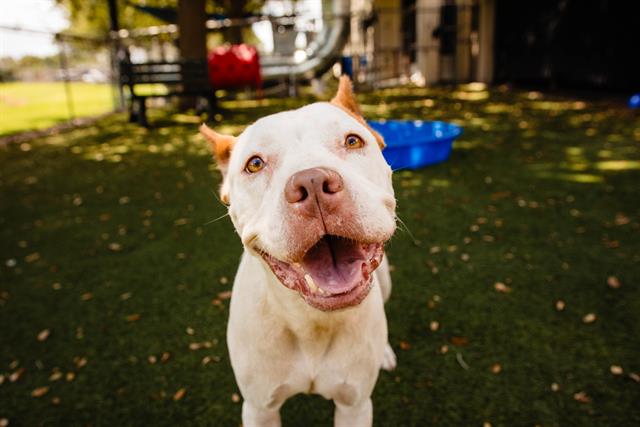 adoptable Dog in Orlando, FL named CALLIE