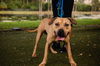 adoptable Dog in Orlando, FL named *ROD