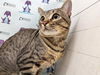 adoptable Cat in Orlando, FL named CHARLES UYLSSES