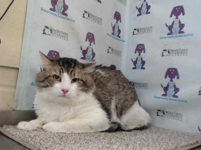 adoptable Cat in Orlando, FL named ODIE