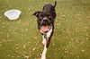 adoptable Dog in Orlando, FL named JADE