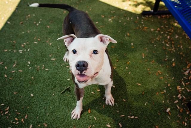 adoptable Dog in Orlando, FL named *ELVIS