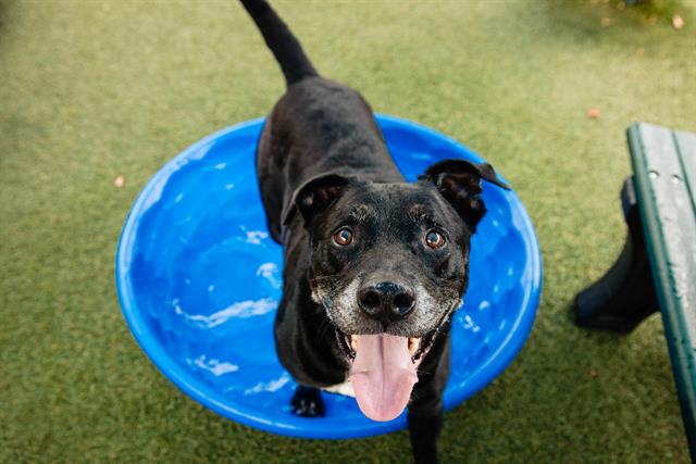 adoptable Dog in Orlando, FL named ABEL