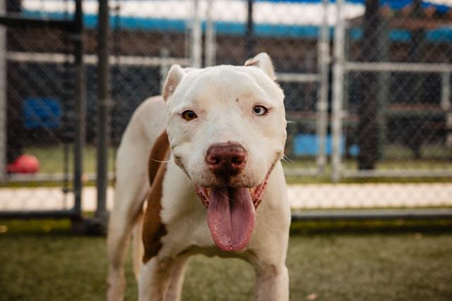 adoptable Dog in Orlando, FL named CORNEL