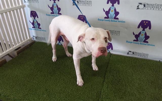 adoptable Dog in Orlando, FL named ROMEO