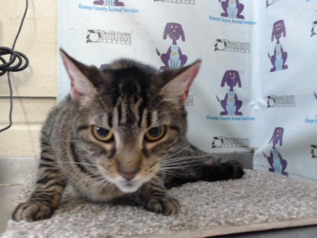 adoptable Cat in Orlando, FL named STORMY